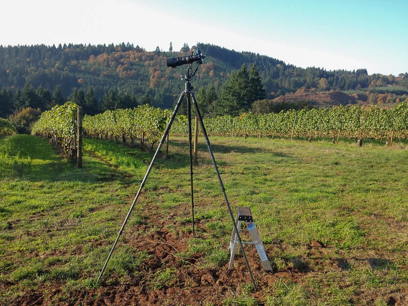 Using long legs to shoot over high grape vines. (Click to Enlarge)