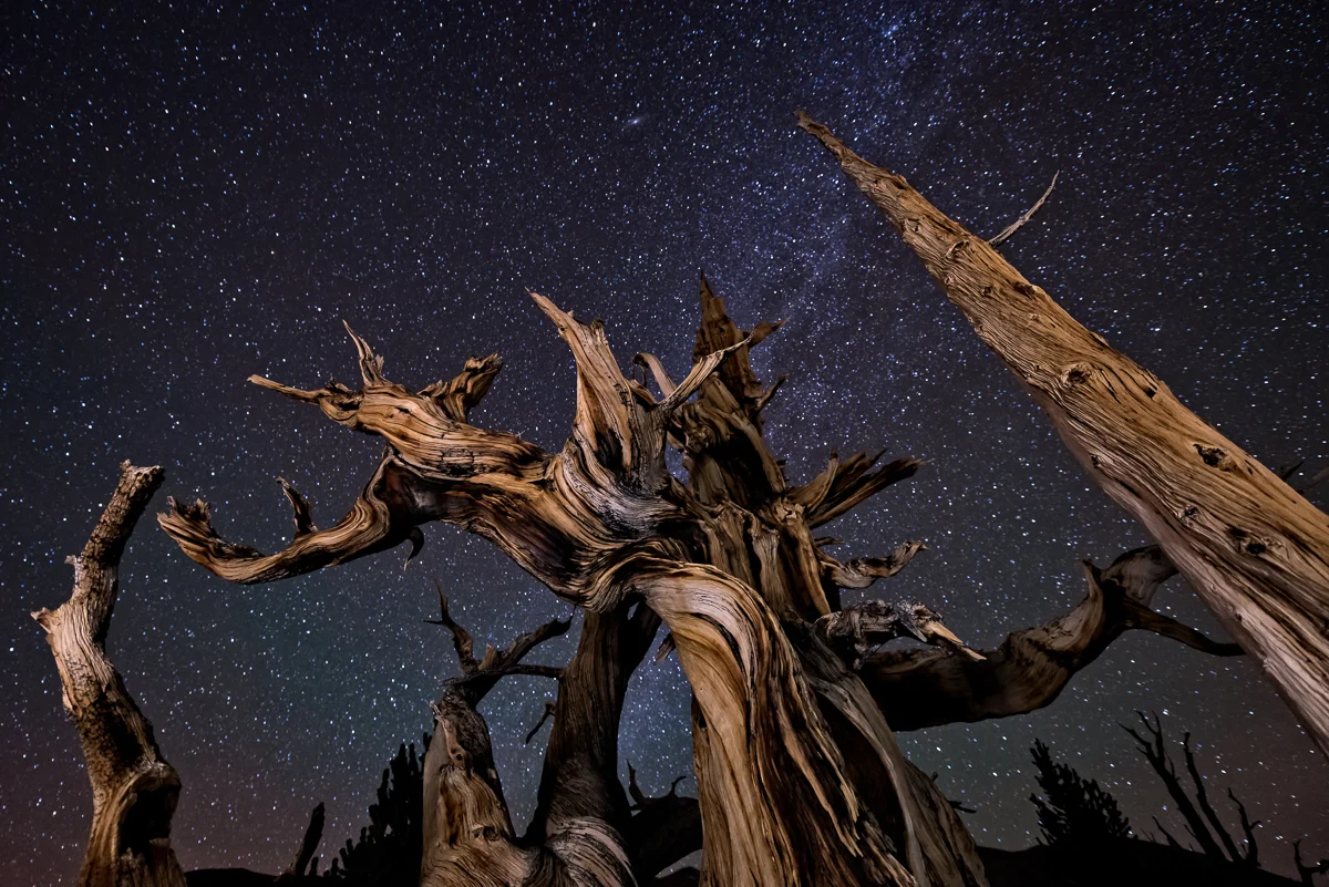 Bristlecones and Stars. Technical Details: Nikon D800, Nikkor 14-24 at f2.8 for 30 seconds at 4000 ISO