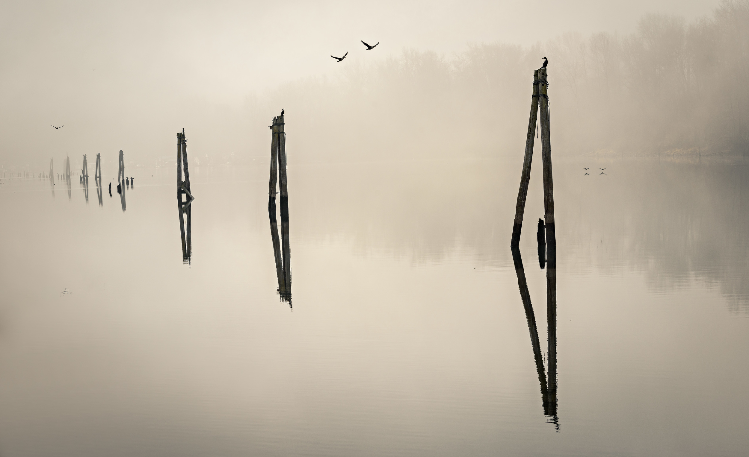 Cormorant Alley