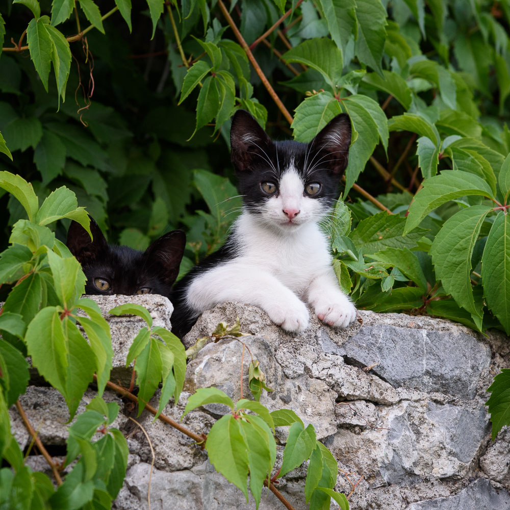 Amalfi Kittens