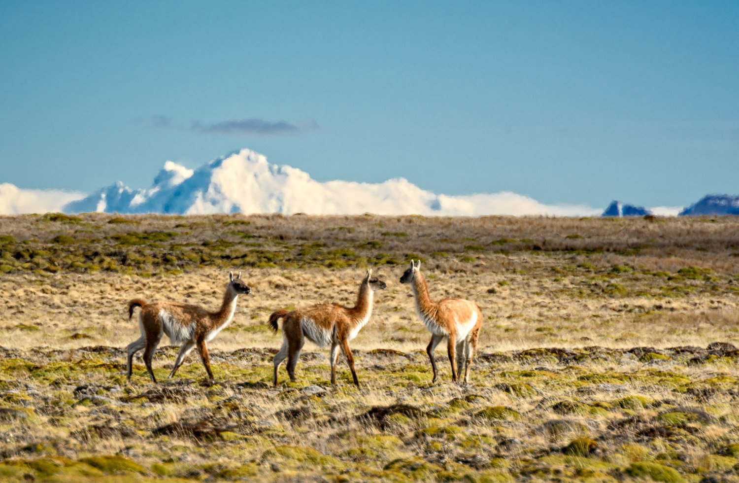 20151021_D810_TierraDelFuego_0147-Edit.jpg