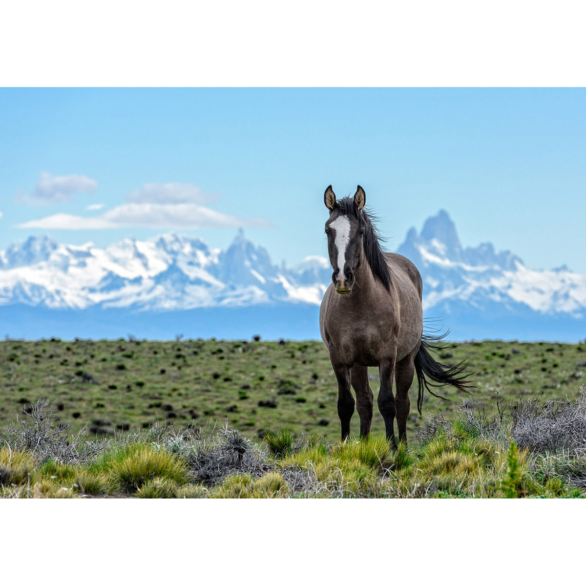 Patagonia Horse