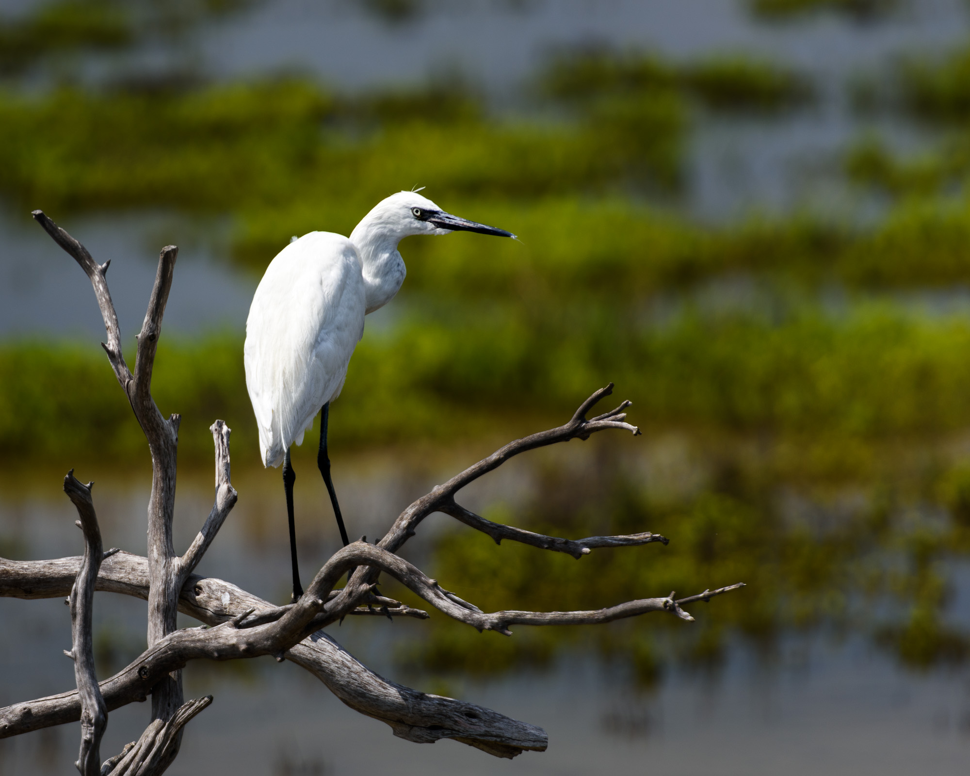Egret: D810 70-200 with 1.7x TC