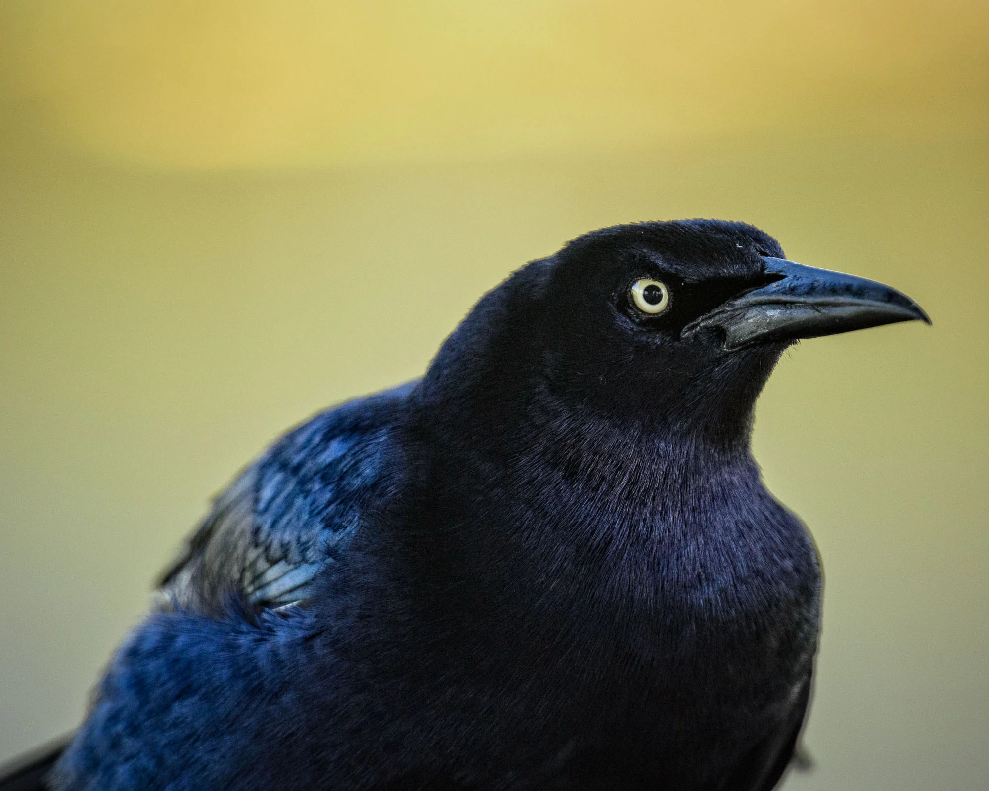 Grackle: D810 70-200 with 1.7x TC