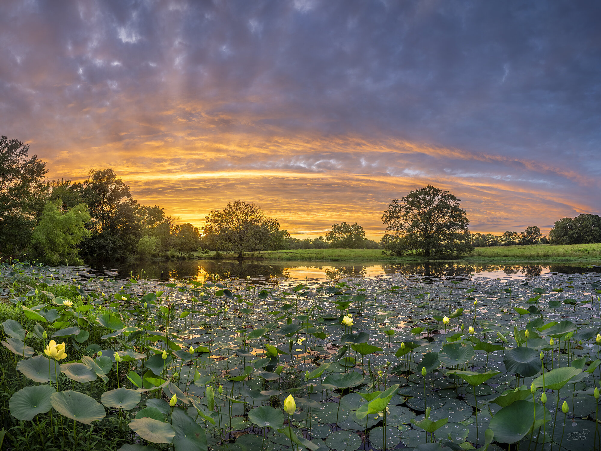 Honorable Mention: Lilies On The Farm Pond Sunset by Jason Ward Photography ©2020.jpg