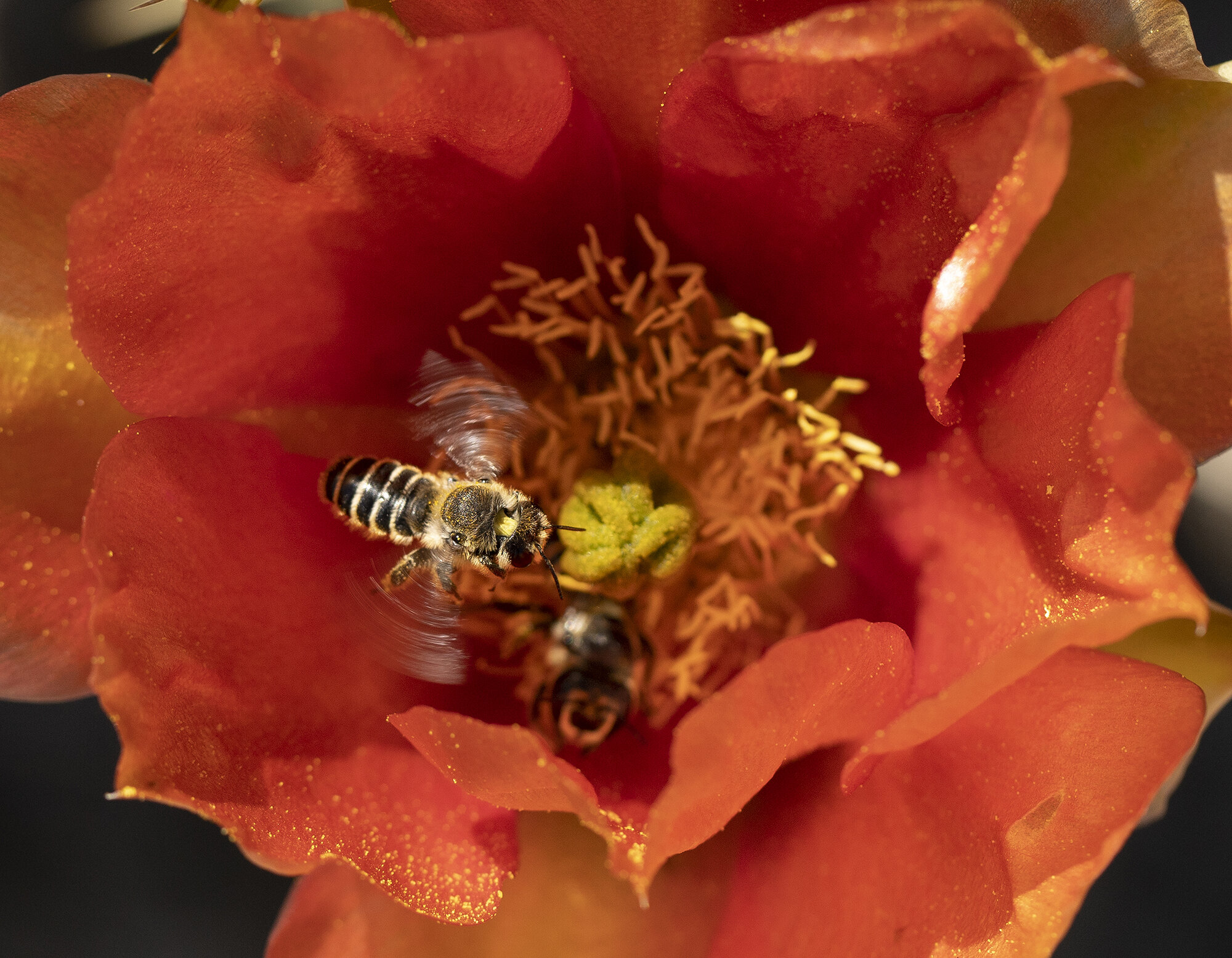 Bee landing on cactus flower by Frank Romero.jpg