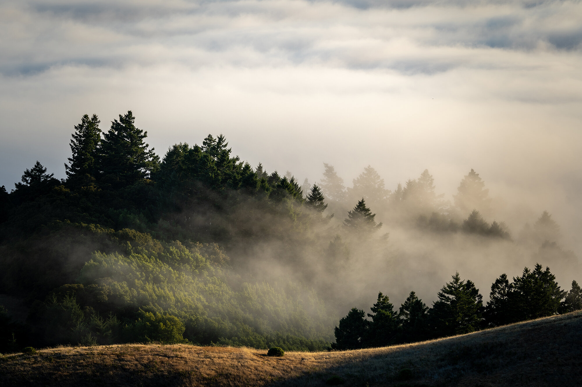 Honorable Mention: Golden Hour on Mt Tamalpais by  Katie Lewellyn.jpg