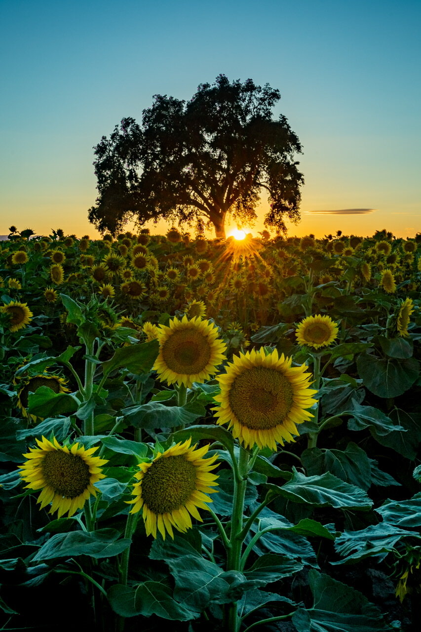 Sunflowers by Bryce Winsor.jpeg