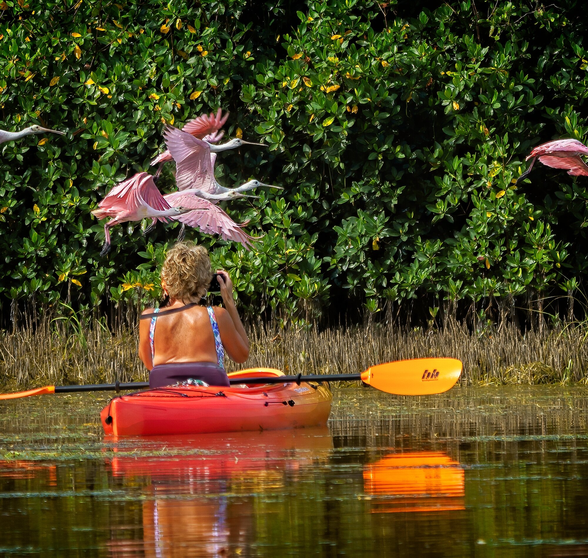 Kayaking Spoonbills by Scott Jones.jpg