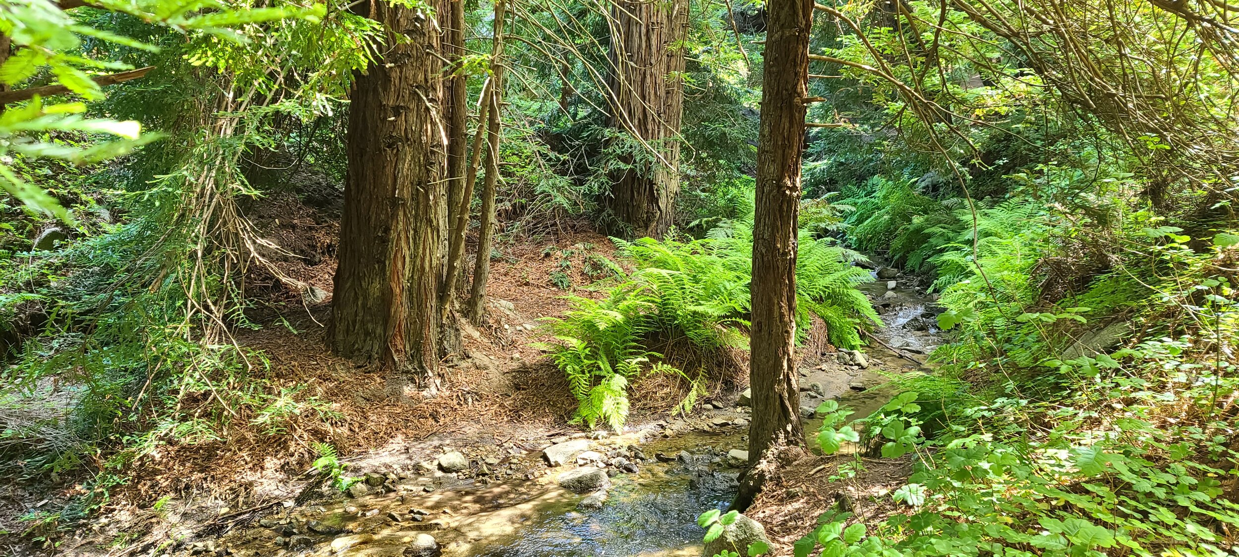 Soberanes Canyon Carmel California by Mark Warner.jpg