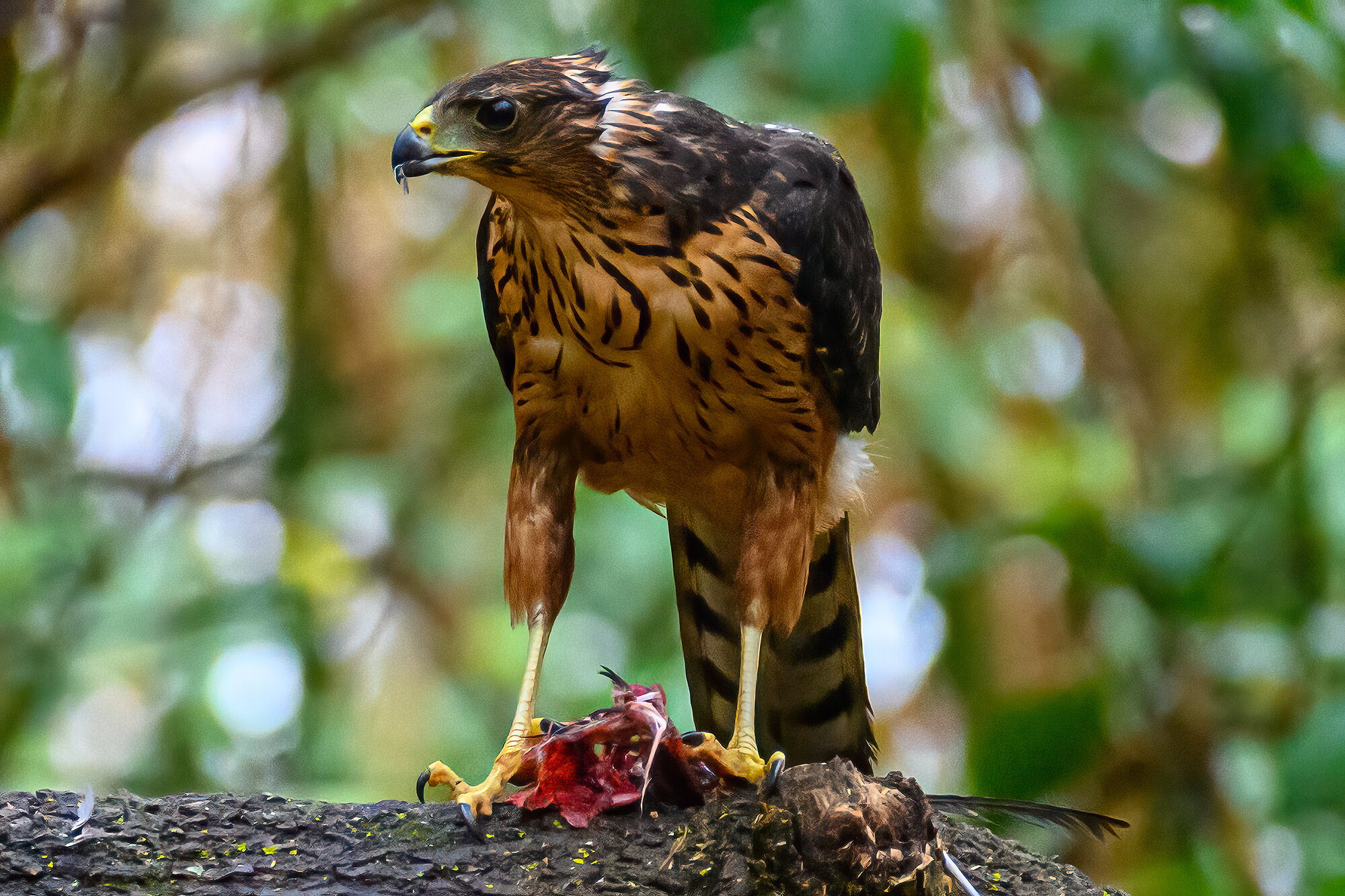 Tanzania Sparrow Hawk by Philippe Cohen.jpg