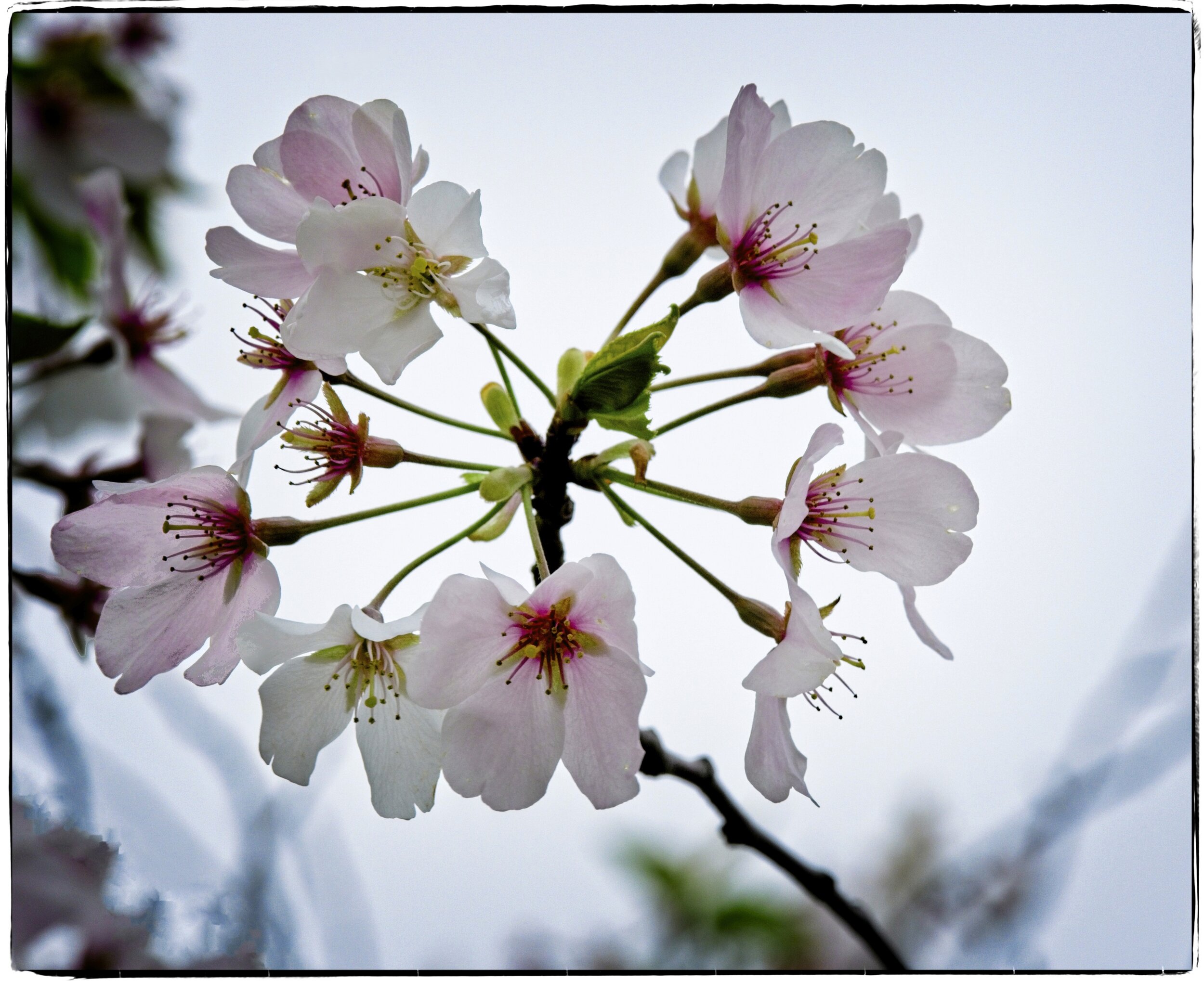 Cherry Tree in Spring by Jim Bridger.jpg