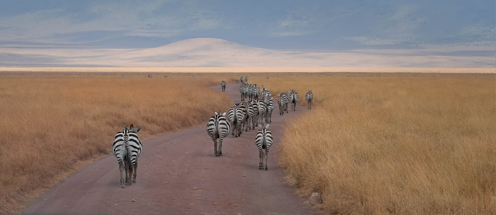 Honorable Mention: Zebras on the march by Charlie Johnson.jpg