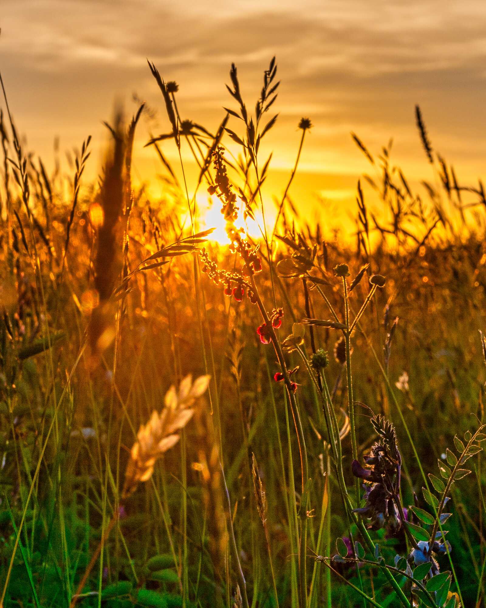 Fields of Gold by Simon Trafford.jpg