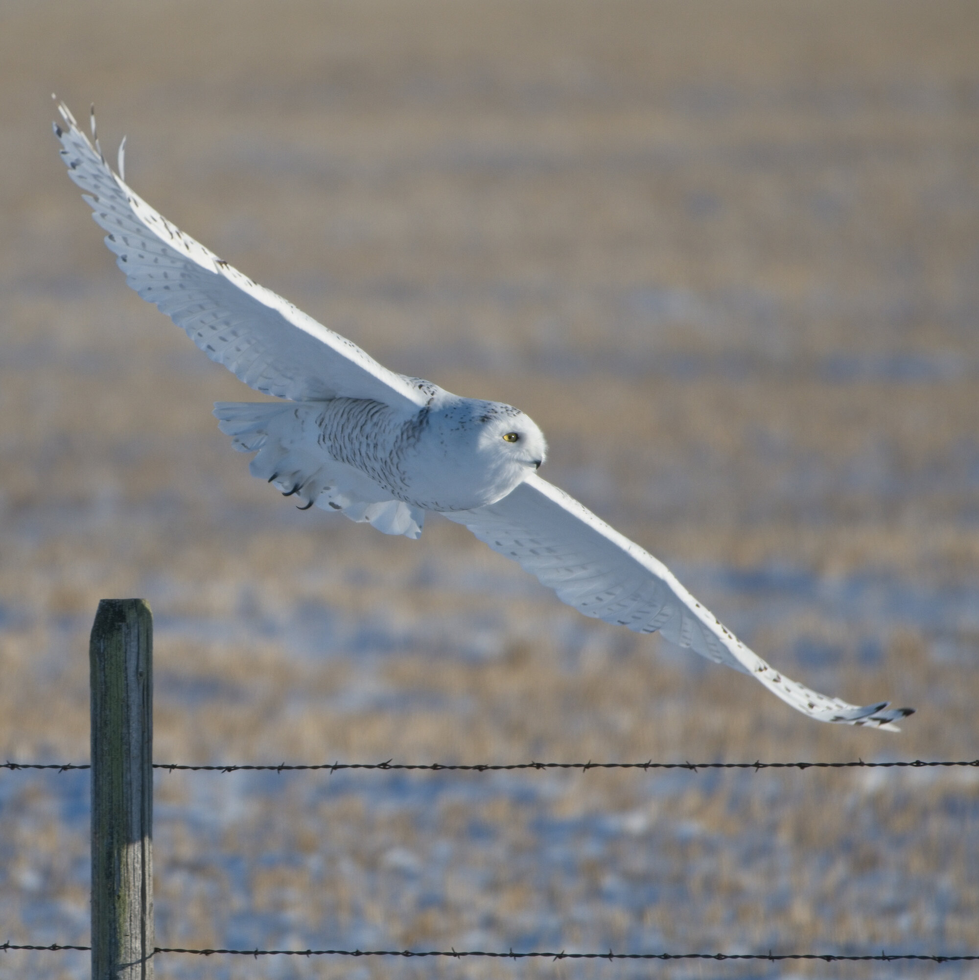 The Winter Ghost by Steve Luft.jpg