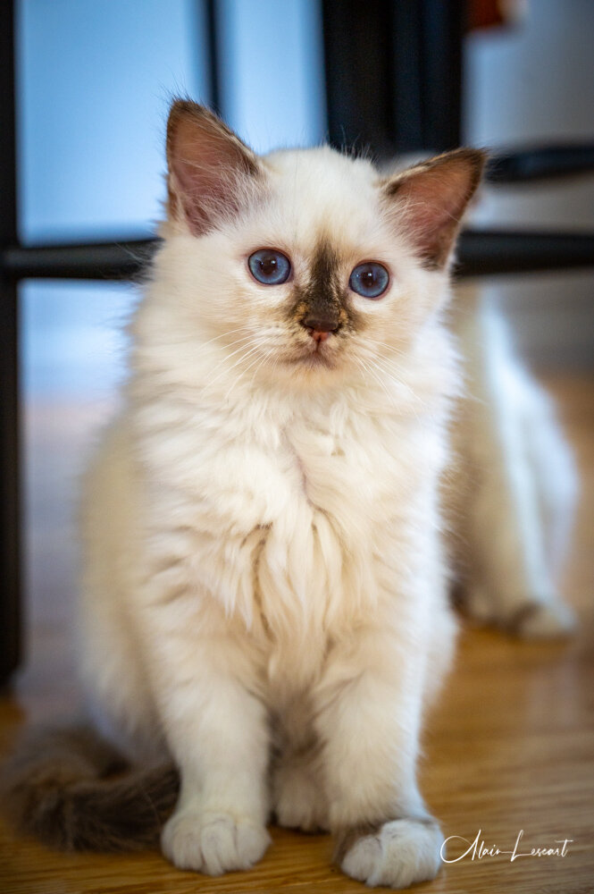 Chocolate Tortie Birman Cat by Alain Lescart .jpg