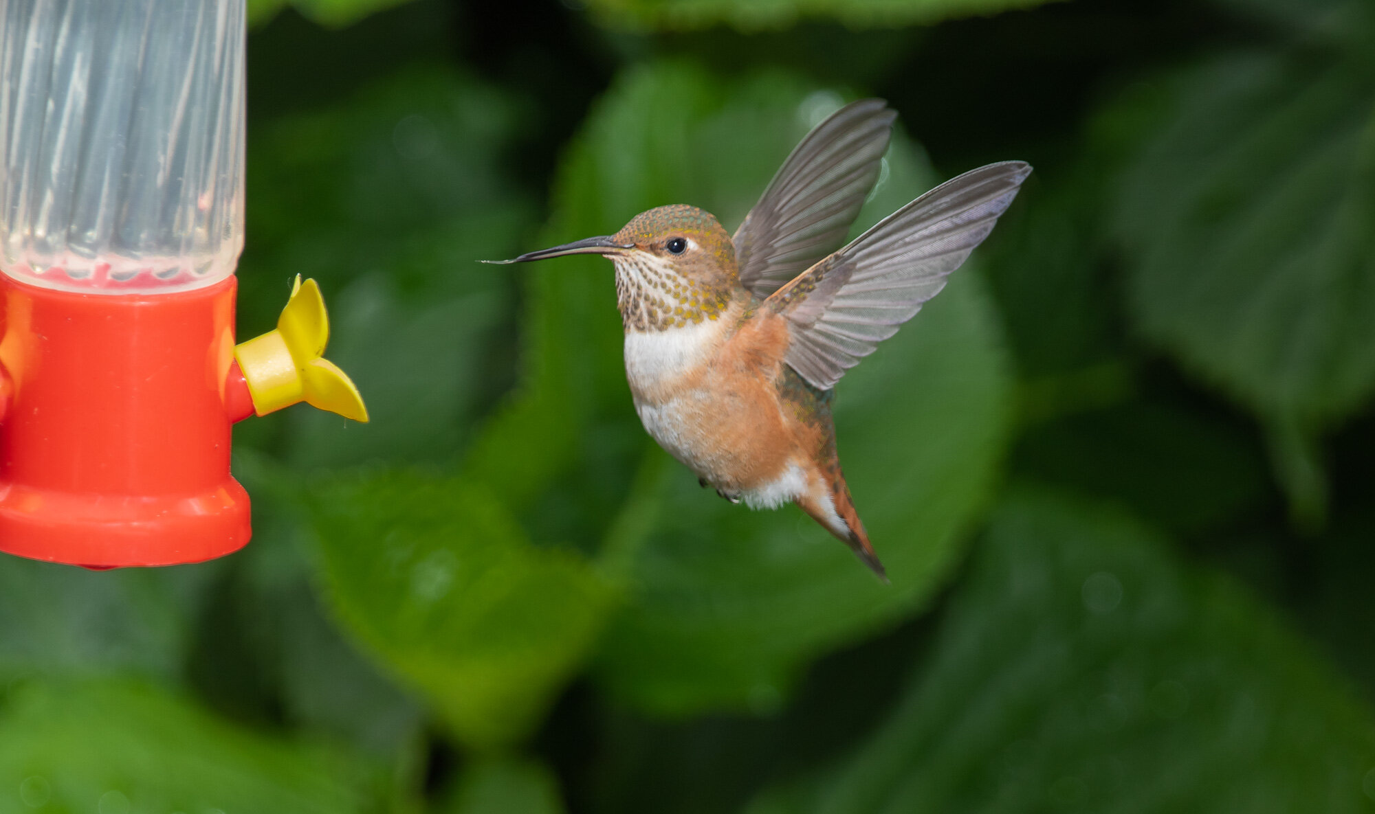 Anna's Humming Bird by Dennus Baum.jpg