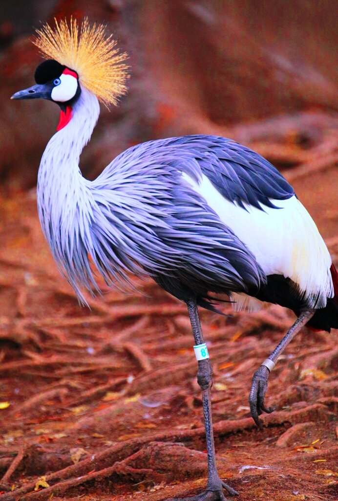 The Crested Crane by John Joulakian .JPG