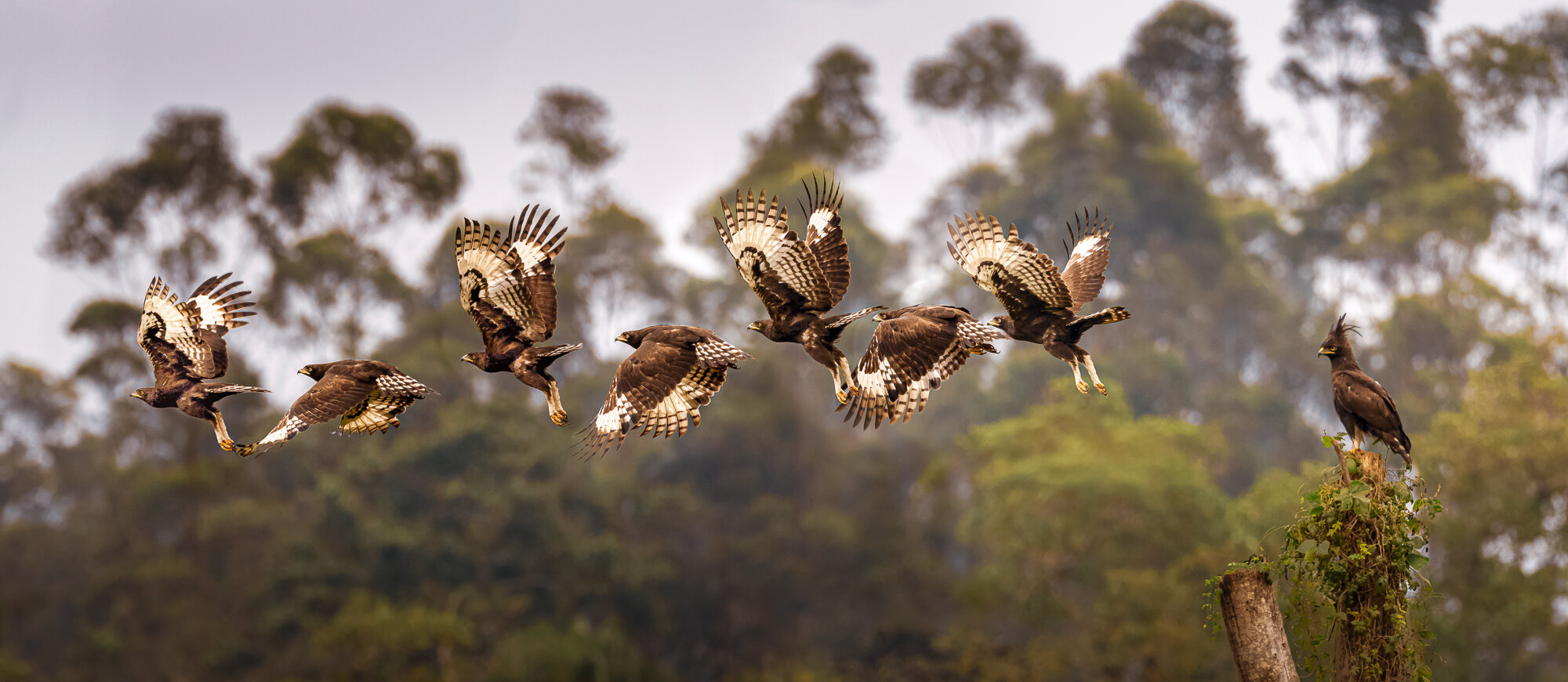 Long-Crested Hawk Eagle by Tom Wolski.jpg