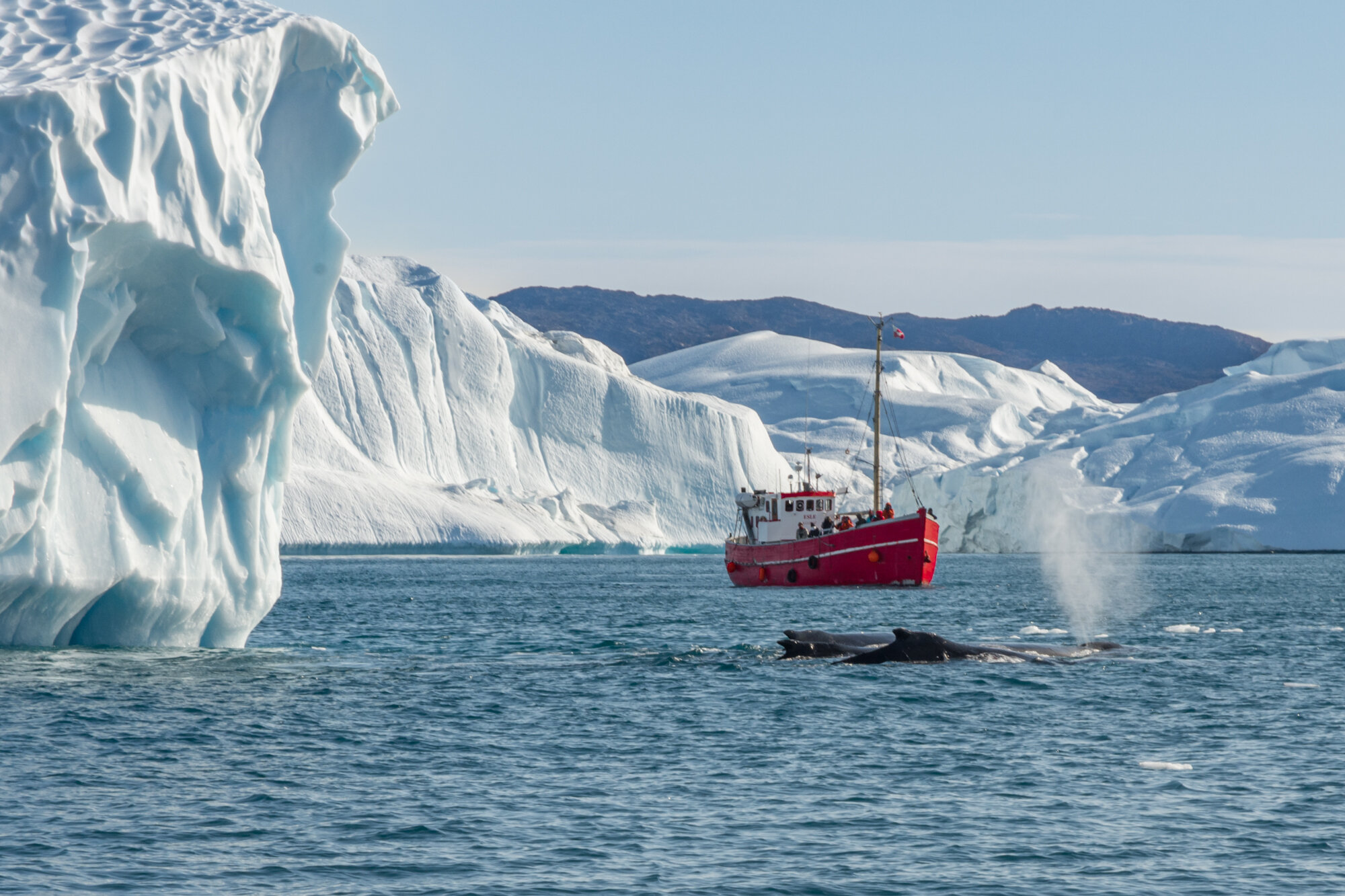 Humpback Whales - Disco Bay Greenland by Bill Tucker.jpg