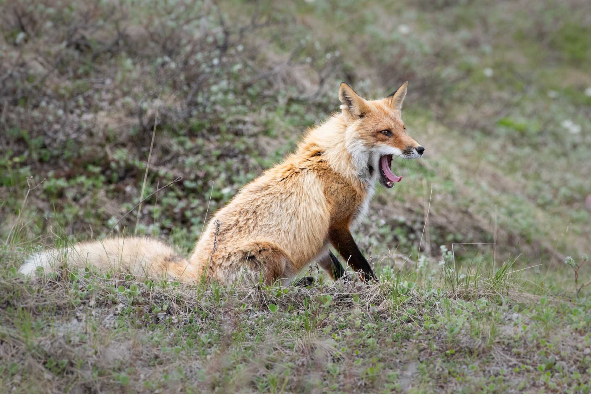 So Sleepy by Michael Griffith.jpg