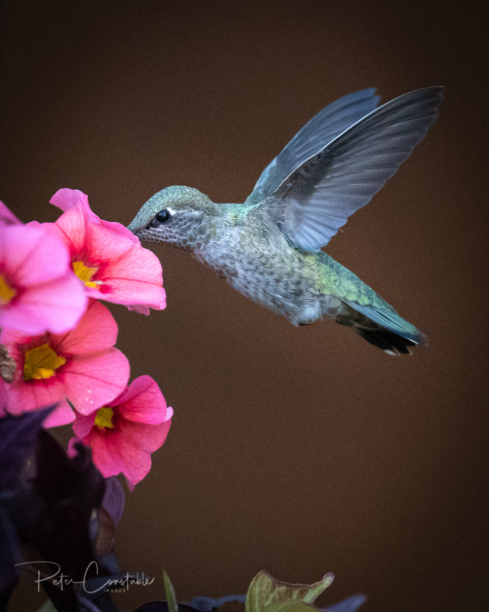 Annas hummingbird by Peter Constable.jpg