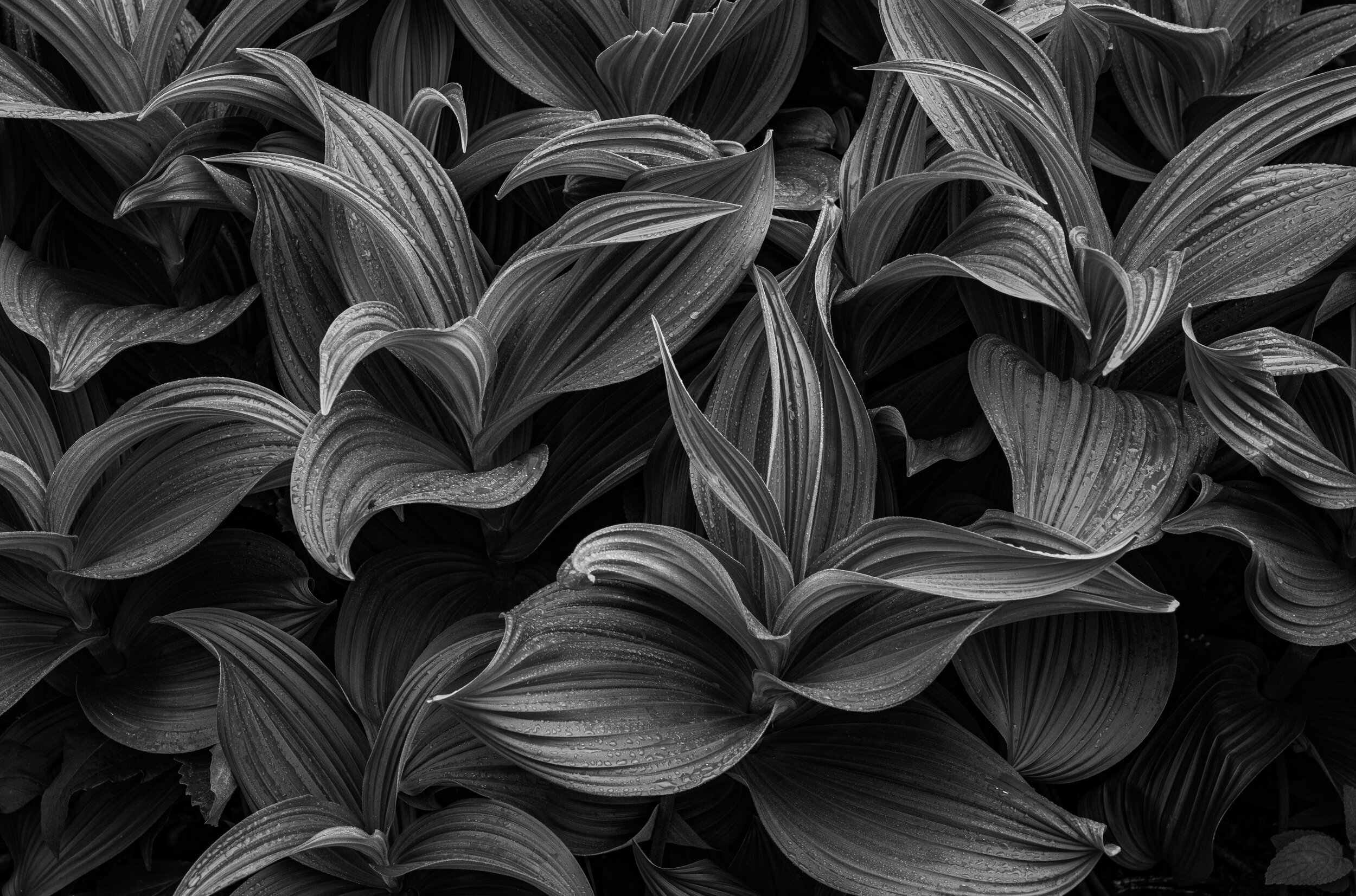 Finalist: Foliage by Eric Pond.jpg