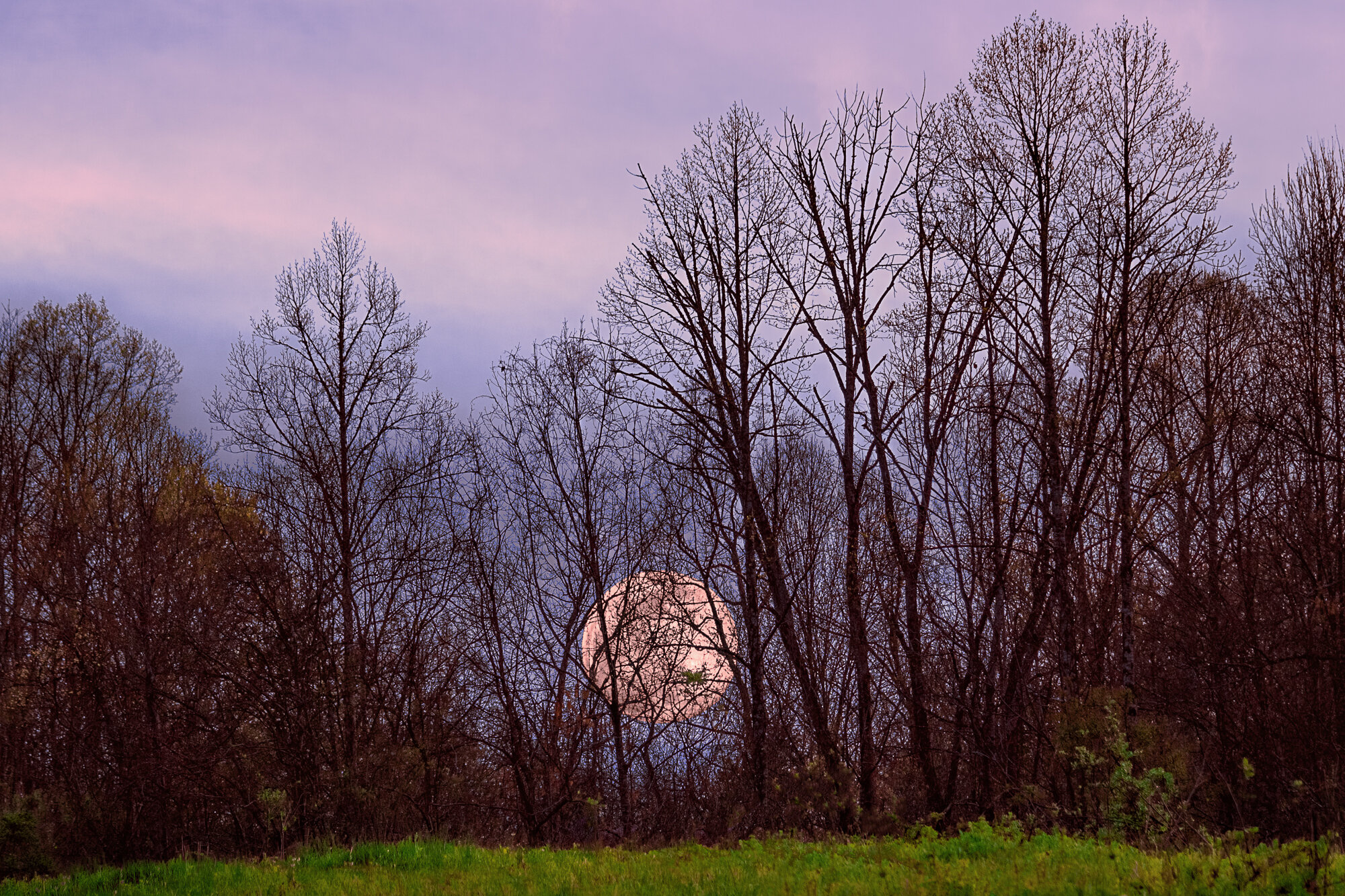 Pink Super Moon Rising by Ron Comstock.jpg