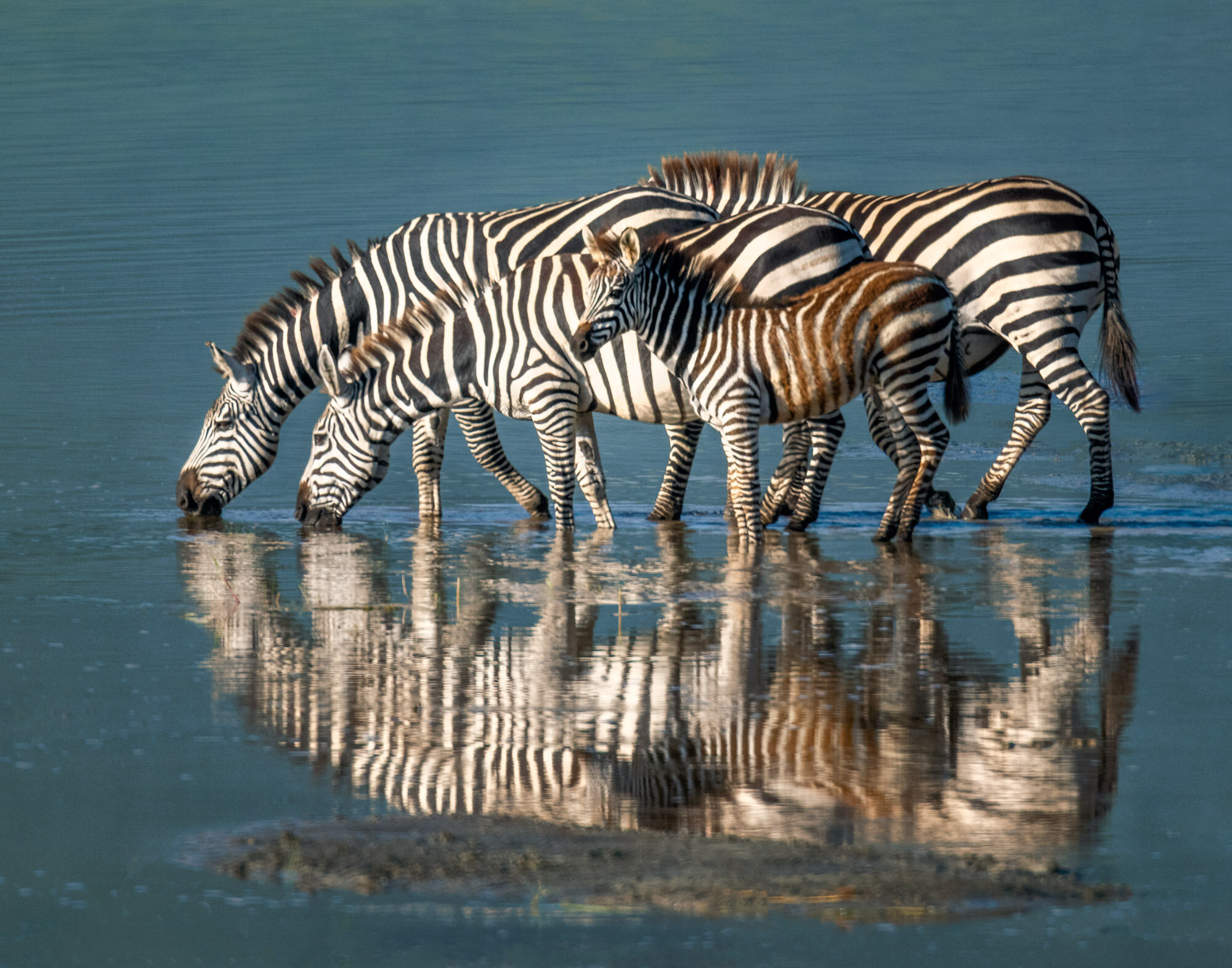 Zebra Morning by Sandy Wilson.jpg