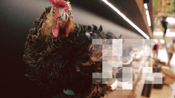 77768ab4e8bf9258.gif