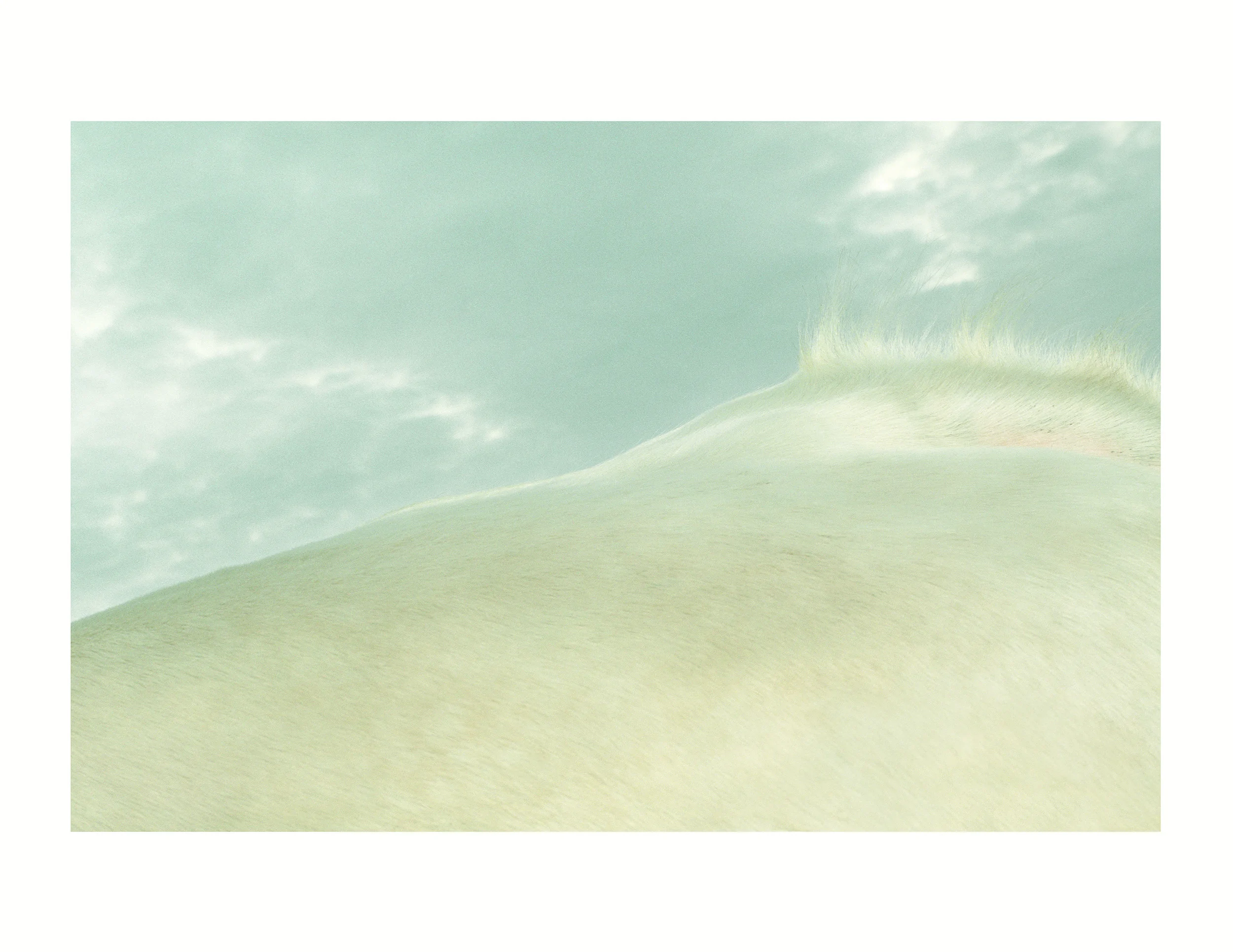 Grasses_2000.jpg