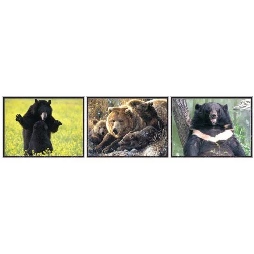 A grizzly sight.jpg