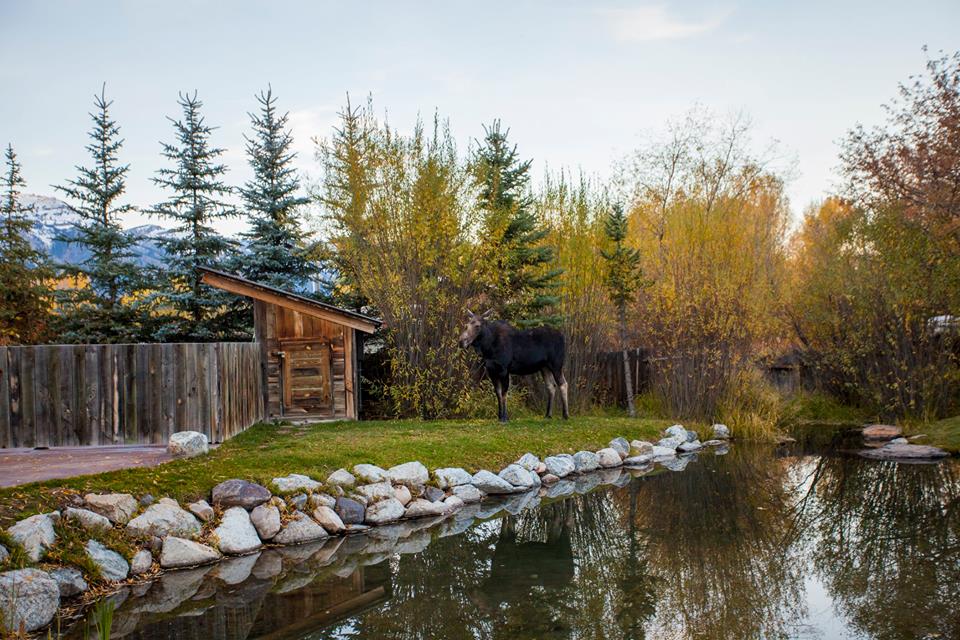 A moose!