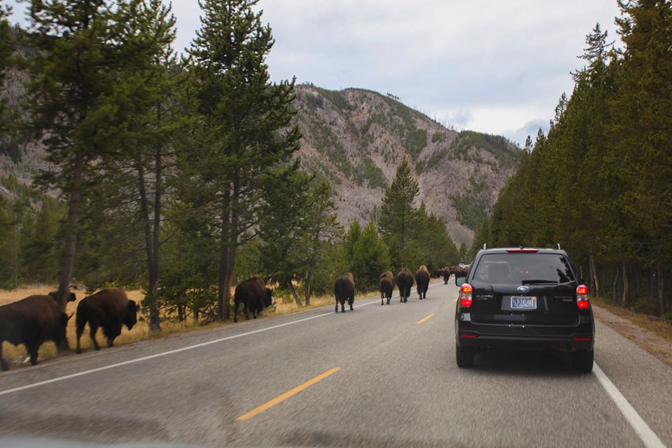 The buffalo herd causing traffic.