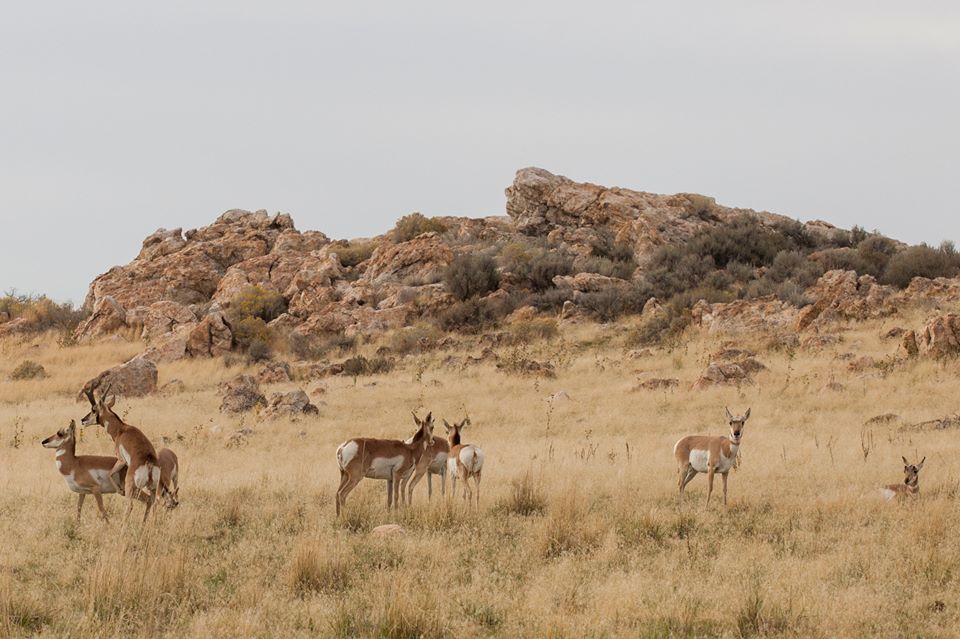 While at Antelope Island we saw a ton of pronghorns hanging out. We noticed one male REALLY trying to get it in with one of the pronghorns. We stayed and watched for about 20 minutes as this went on. It was really interesting watching the chase and butt sniffing. He failed miserably. 