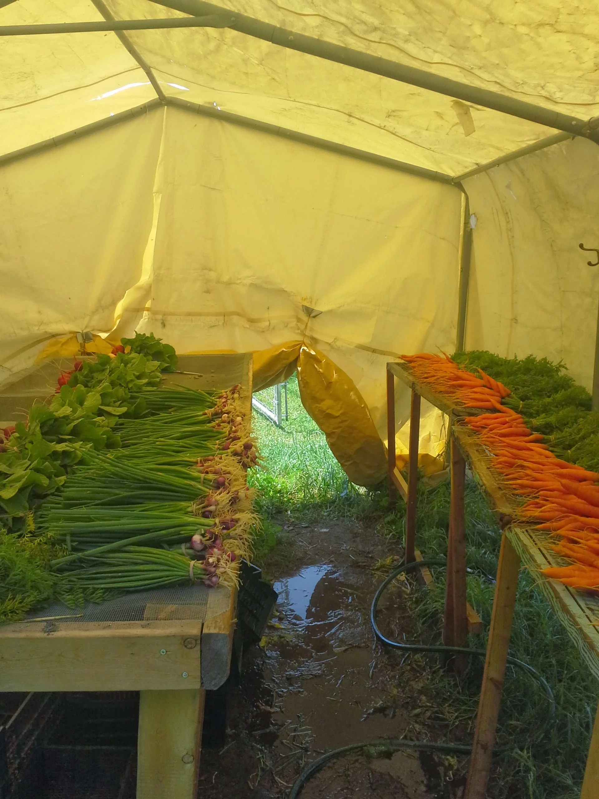 Wash tent