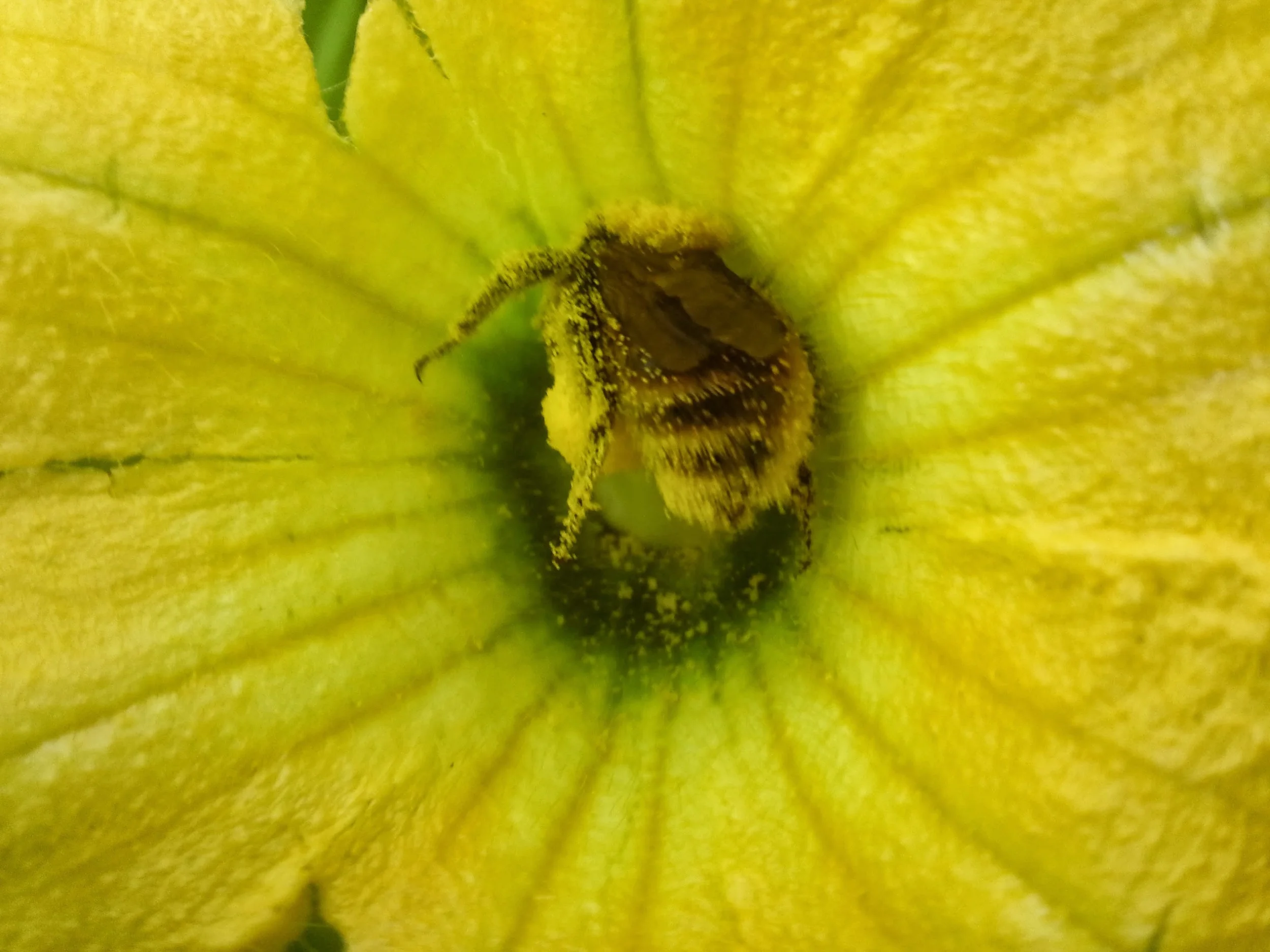 Pollen-drunk Bumbler.