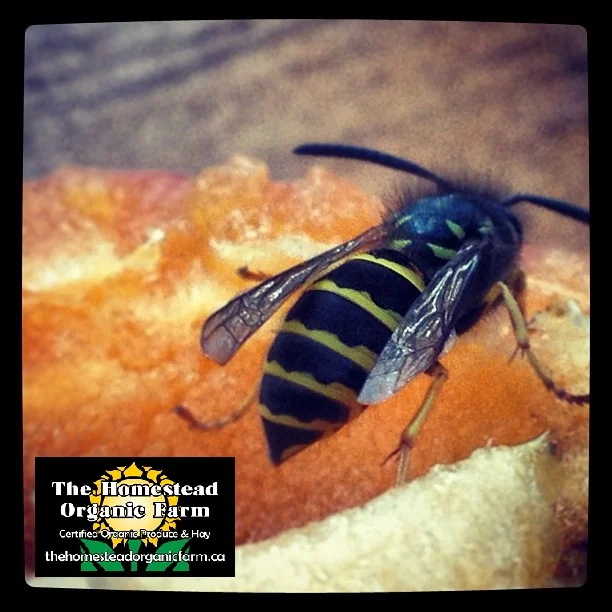 year of the wasp.jpg