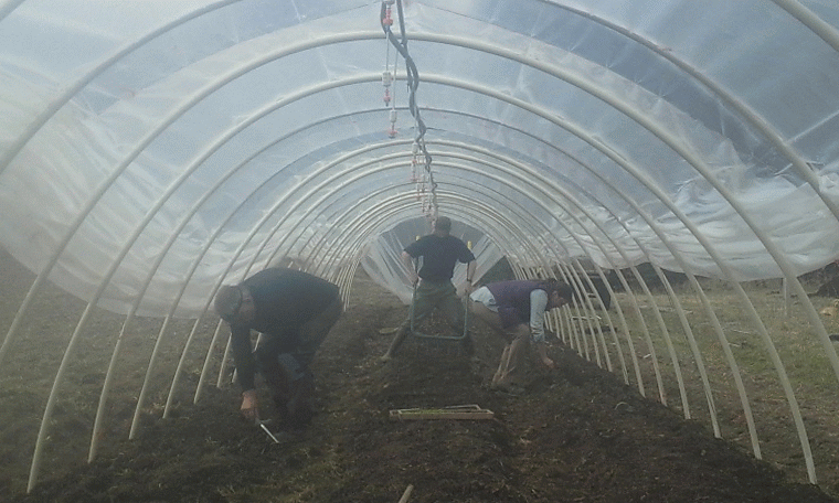Today we had a bit of a transplanting party on the farm, with Jordan's dad Dave and friends Nicole and Torban on hand to help get the new hoophouse planted. A great session: in one 12'x80' hoophouse we transplanted green onions, kale, chard, cilantro, salad turnips, beets, carrots, minutina, bokchoi, and some head lettuce. Couldn't have done it without this crew.