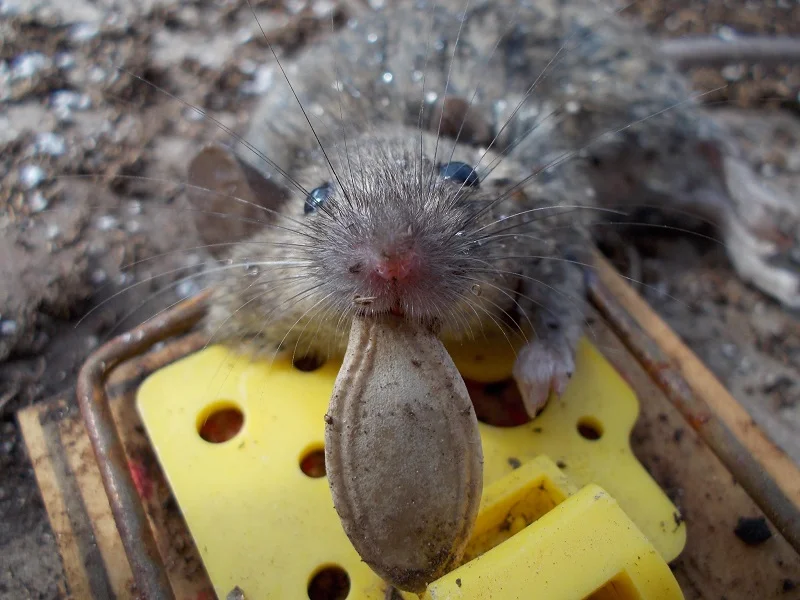 You should have been content with the squash seeds you stole from our seed trays, Mickey. At least you died happy.