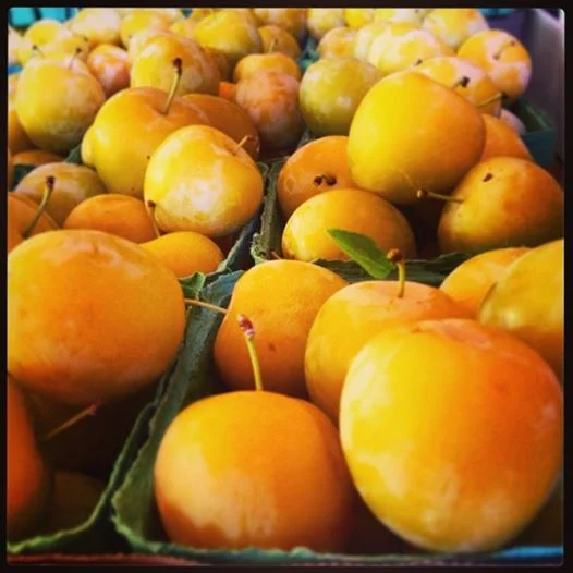 The newsletter didn't go out yesterday because there needs to be new content on my site to trigger the send-out. Now there is. It's plums.