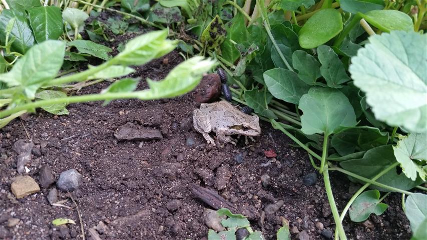  Frog in the greenhouse! Frog in the greenhouse! 