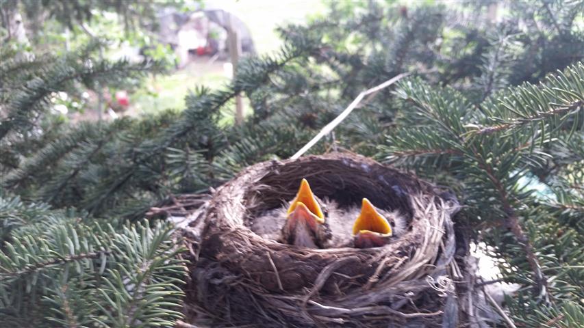  Baby robins. A day later they were gone and presumed eaten. Sorry, folks. 