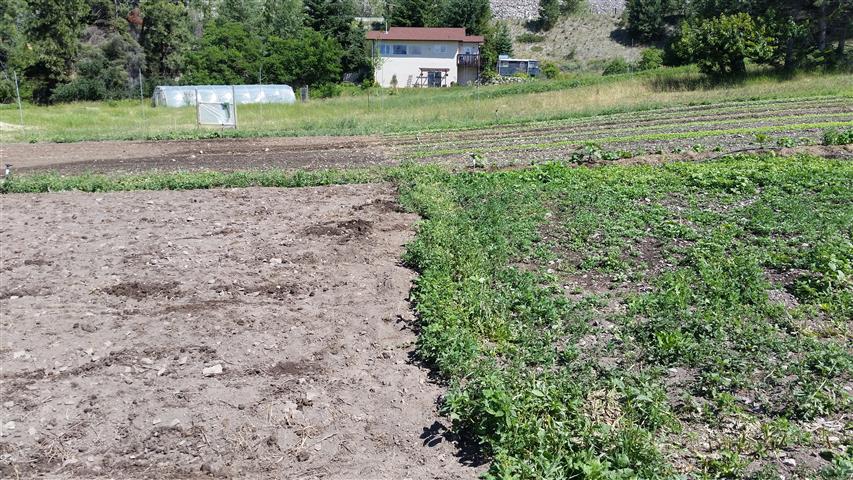  The block on the right was prepared and then left for four weeks. Same for the block on the left, only we also tarped it. All the weeds germinated under the tarp, and then died. It's a form of weed management. 