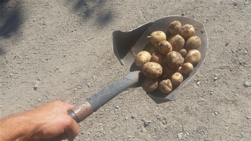  First potatoes of the season. Went straight into our bellies. 