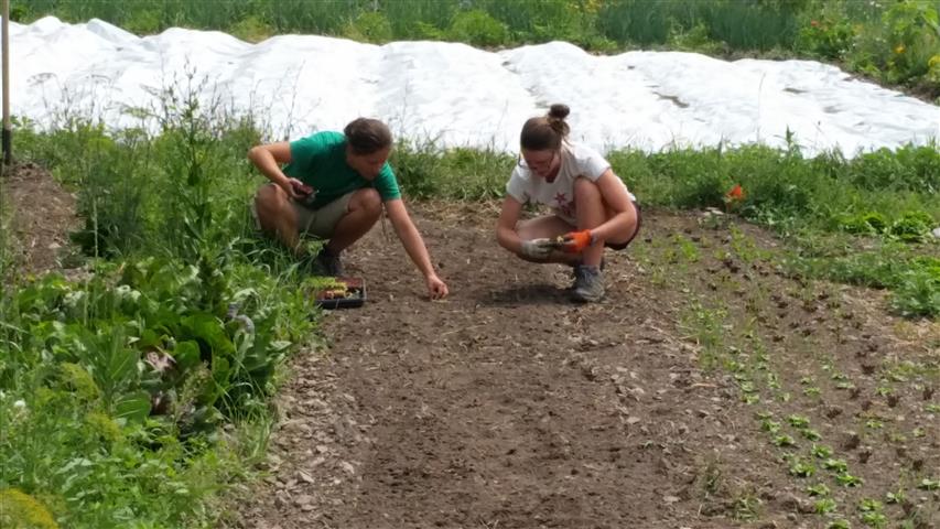  Deb and Sam transplanting lettuce. The farm crew this year is solid! 