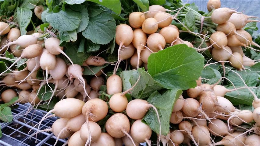  Radishes! Gold ones! 