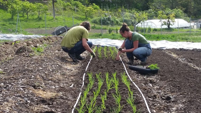  More helpers...Colin and Lisa transplanting. 