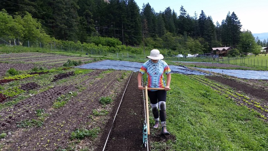 Tash, transplanting.