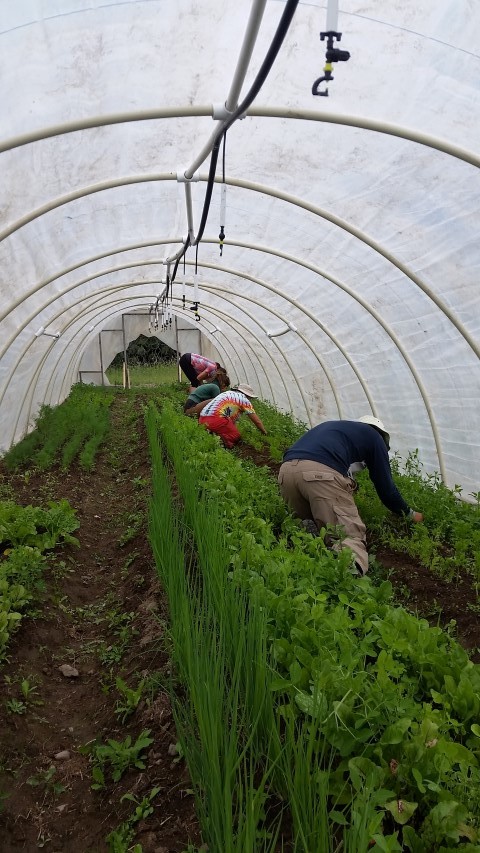  Many hands weeding carrots. 